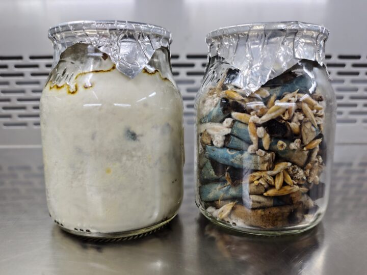 Hongos al ataque de las colillas de cigarrillos