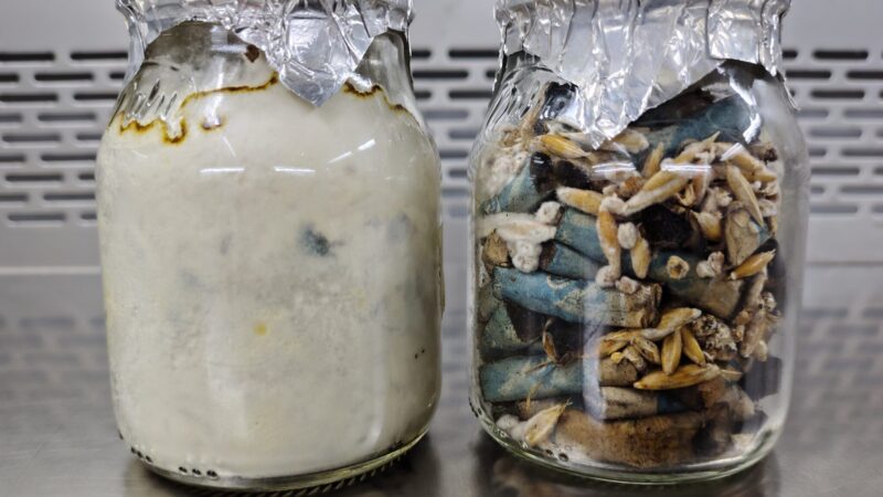 Hongos al ataque de las colillas de cigarrillos