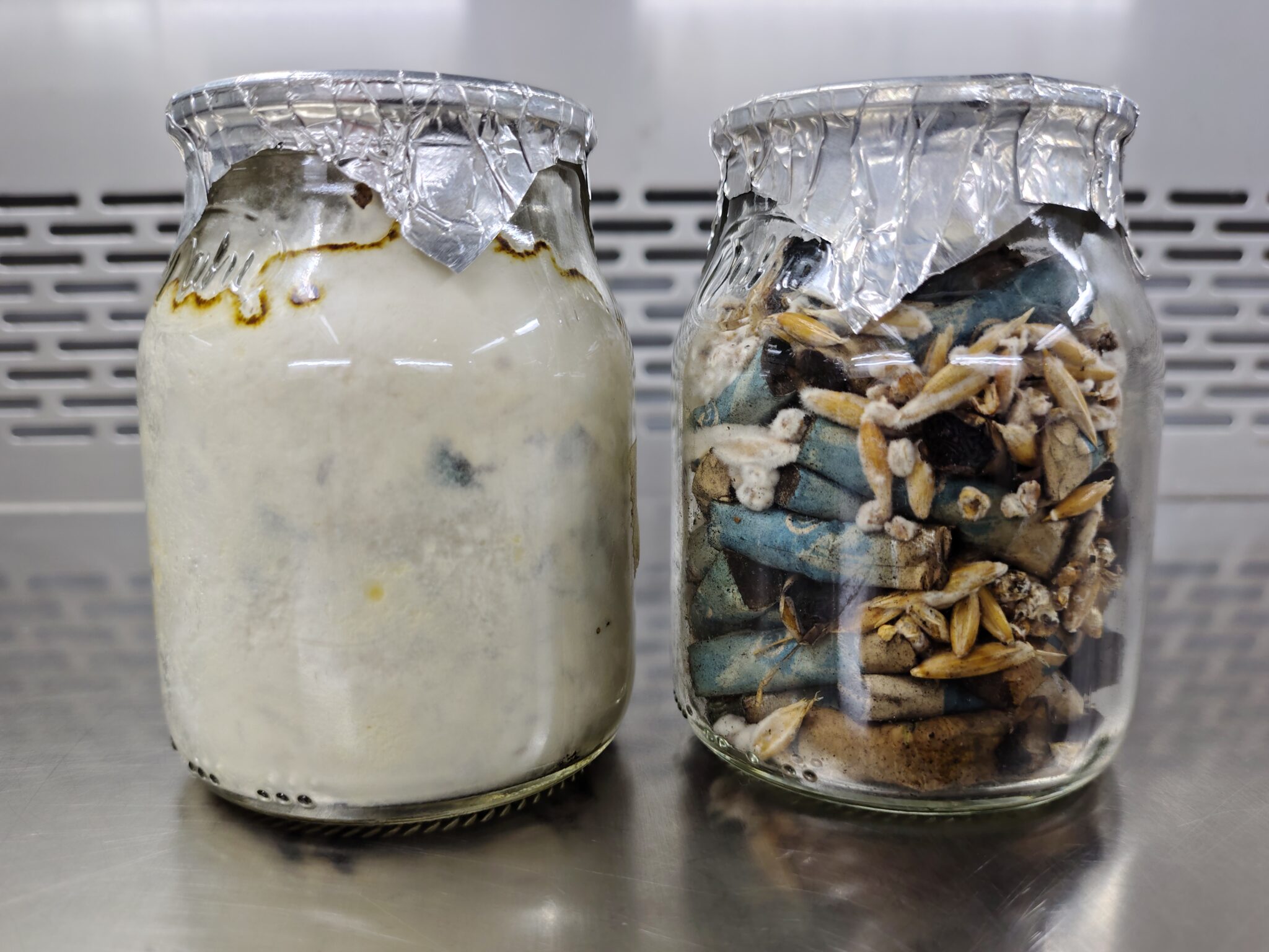 Hongos al ataque de las colillas de cigarrillos