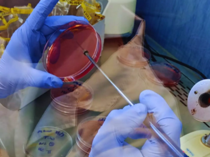 Entre Ríos suma calidad de análisis para su cadena avícola