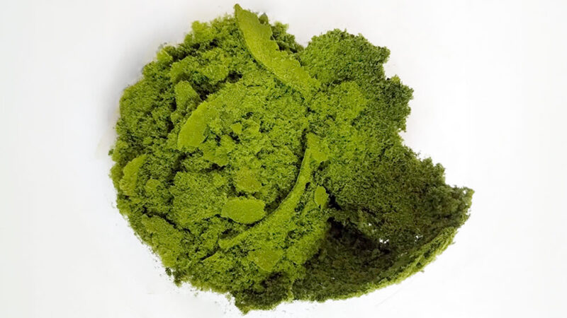 Estudian el valor biotecnológico de microalgas nativas de la provincia de Tucumán