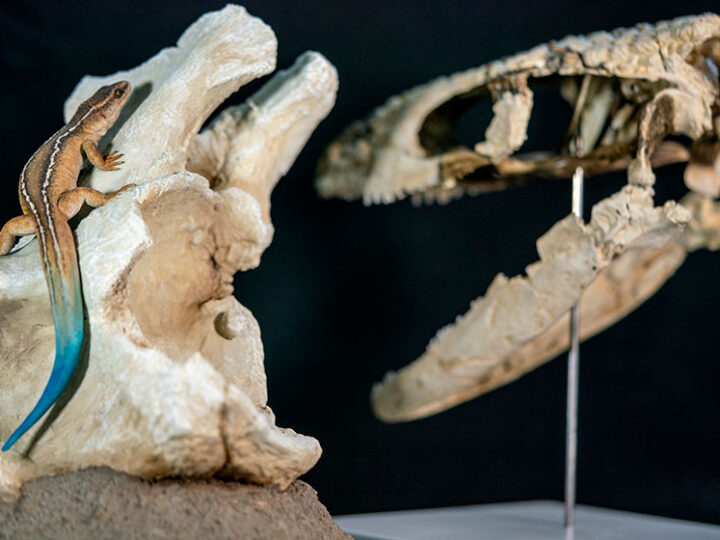 Científicos hallan en la Patagonia argentina un nuevo reptil de 70 millones de años