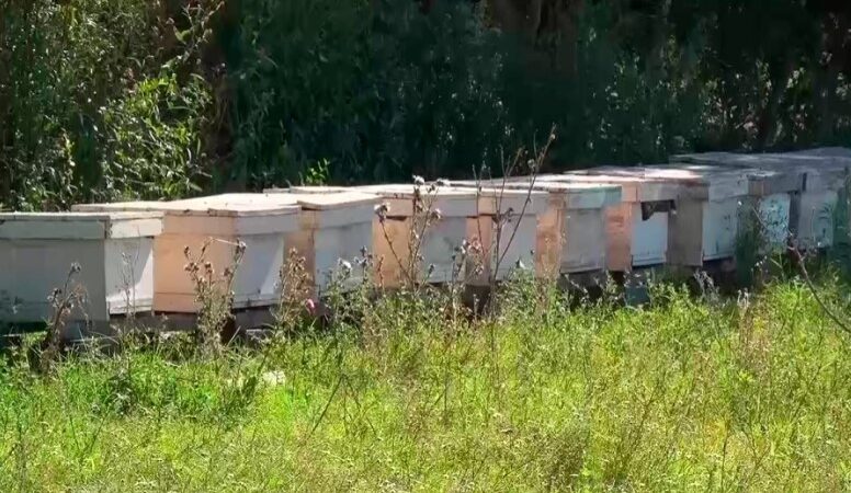 Miel orgánica entrerriana de exportación con calidad internacional