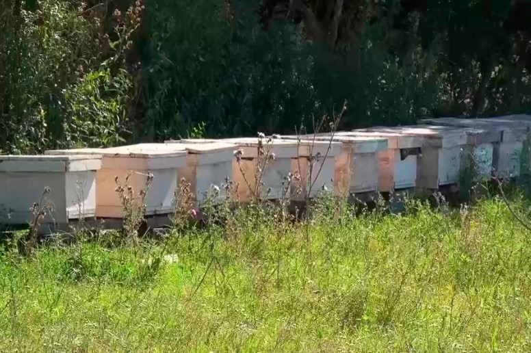 Miel orgánica entrerriana de exportación con calidad internacional