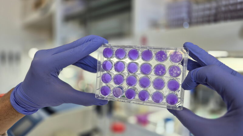 Hallan un mecanismo común de replicación para los virus del dengue, Zika y fiebre amarilla