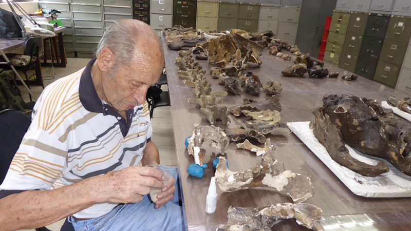 Hallan en Brasil uno de los perezosos más grandes y resuelven un enigma de casi 200 años