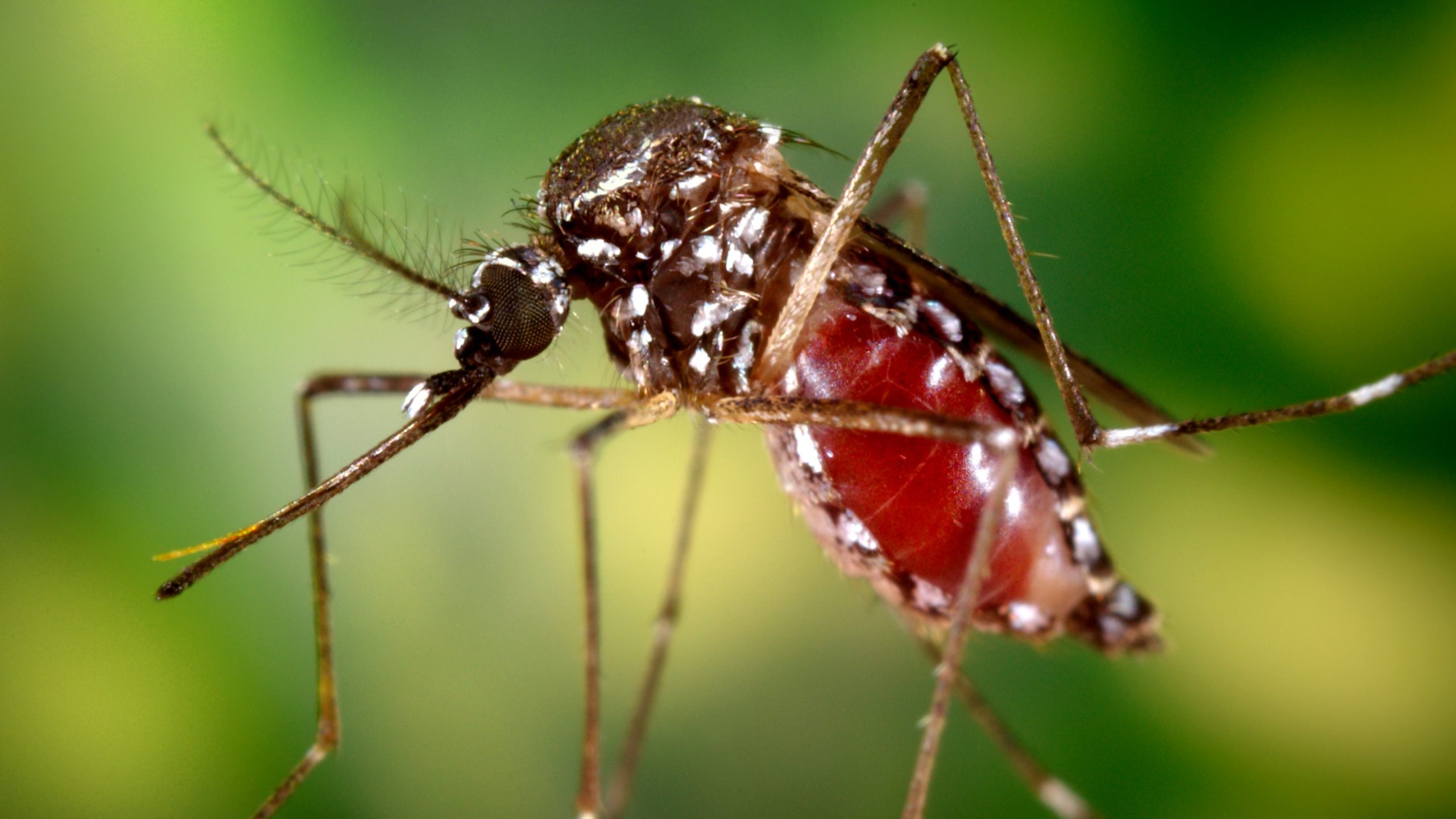Mosquitos: qué virus circulan en la región