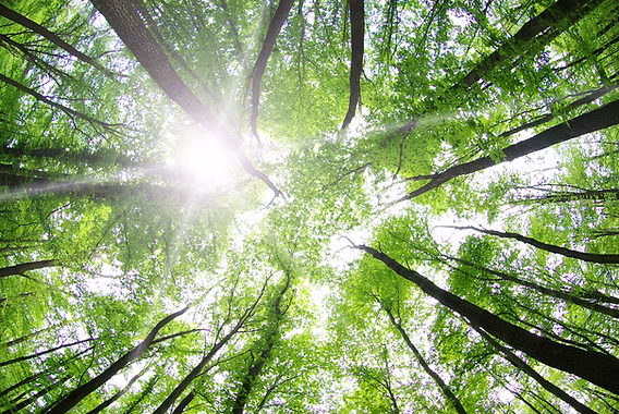 Promueven el uso responsable de energía como respuesta a la crisis climática