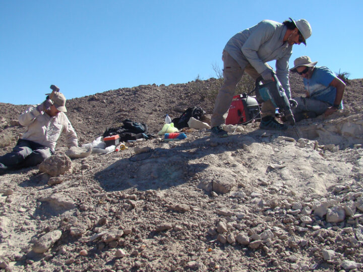 Descubren un gigantesco pariente lejano de los cocodrilos que vivió hace 237 millones de años