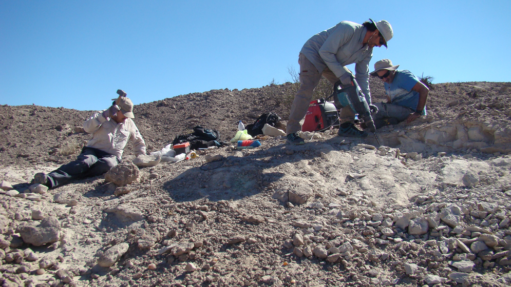 Descubren un gigantesco pariente lejano de los cocodrilos que vivió hace 237 millones de años