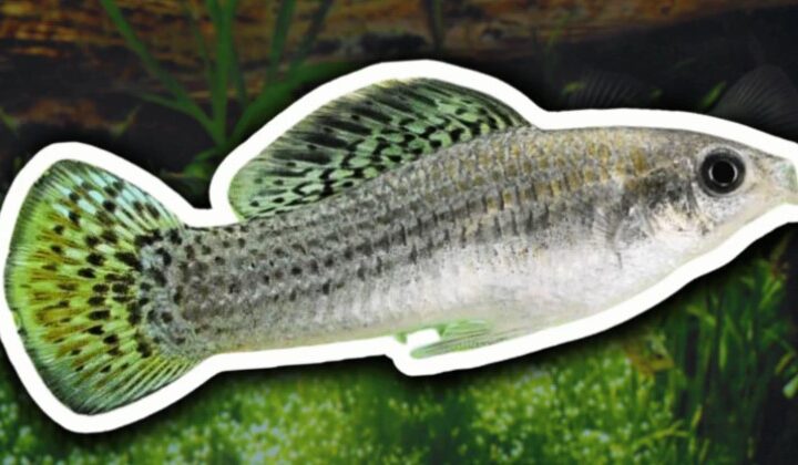 Molly amazónica, la especie de pez de los ríos de México que ha sobrevivido 100.000 años sin machos