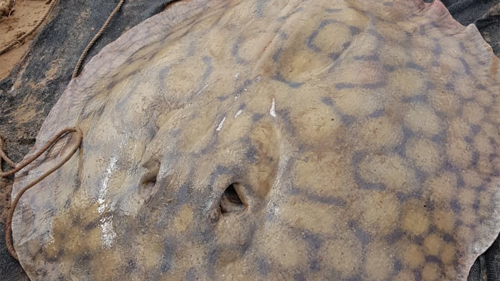 Registran el recorrido de una raya gigante en el río Paraná