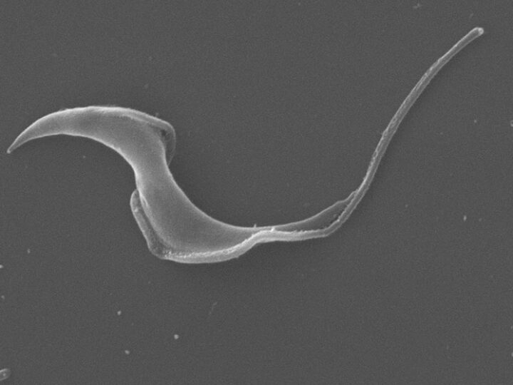 Implementan una herramienta bioinformática para estudiar el genoma del parásito que produce Chagas