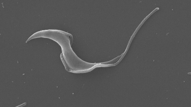 Implementan una herramienta bioinformática para estudiar el genoma del parásito que produce Chagas