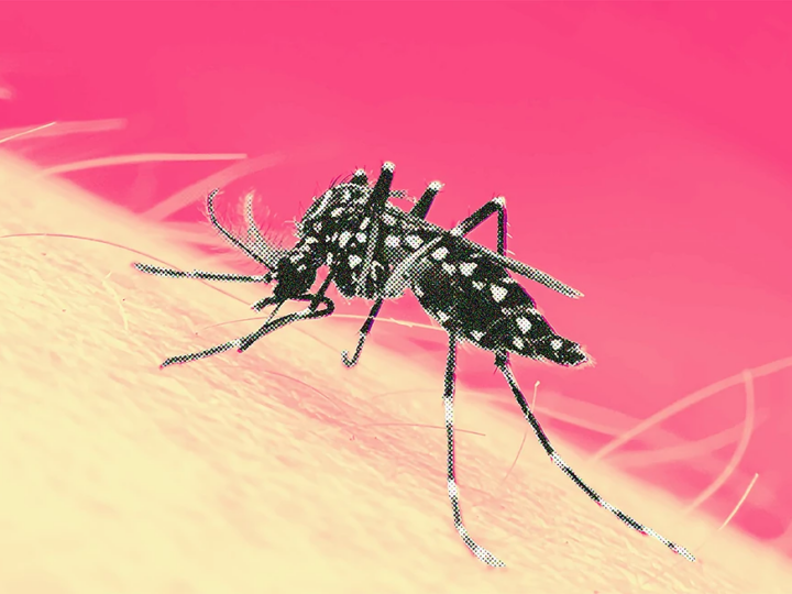 Cambio climático y dengue: un desafío permanente para Santa Fe