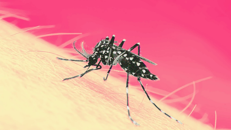 Cambio climático y dengue: un desafío permanente para Santa Fe