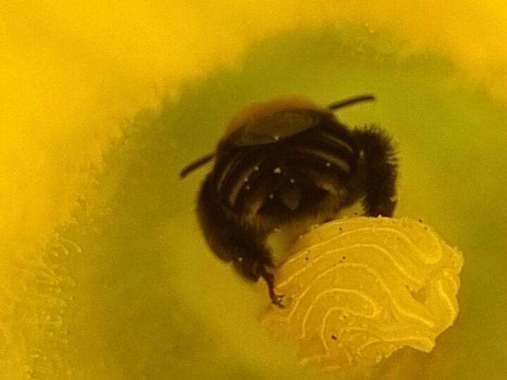 Las abejas nativas multiplican las cosechas