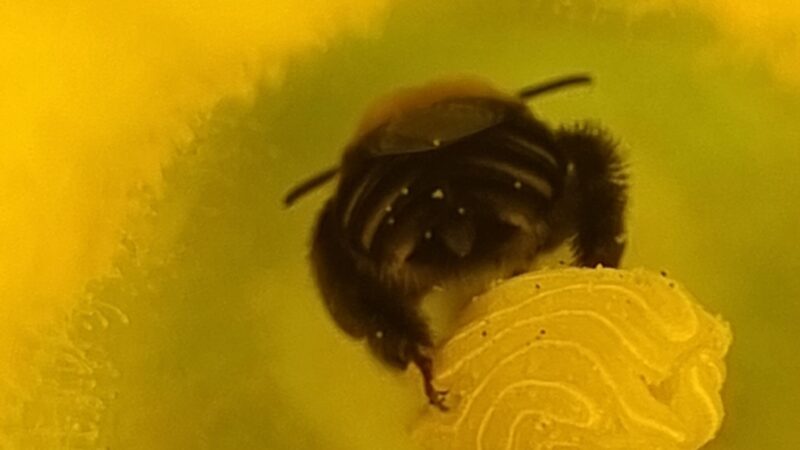 Las abejas nativas multiplican las cosechas