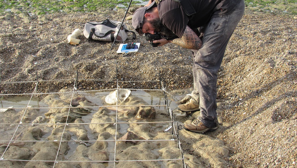 Redefinen la historia evolutiva y ecológica de los cetáceos
