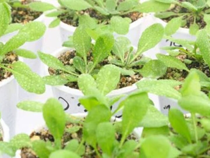 Determinan un nuevo factor clave para la floración de las plantas