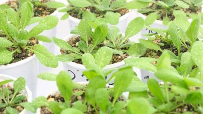 Determinan un nuevo factor clave para la floración de las plantas