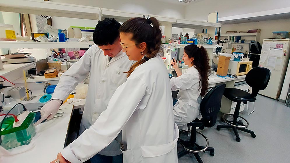Avanzan en el diseño de un test rápido y económico para la detección temprana del dengue