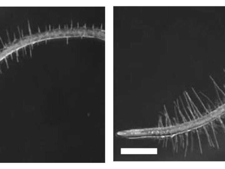 Descubren cómo una bacteria que vive en las raíces permite que las plantas toleren condiciones de sequía