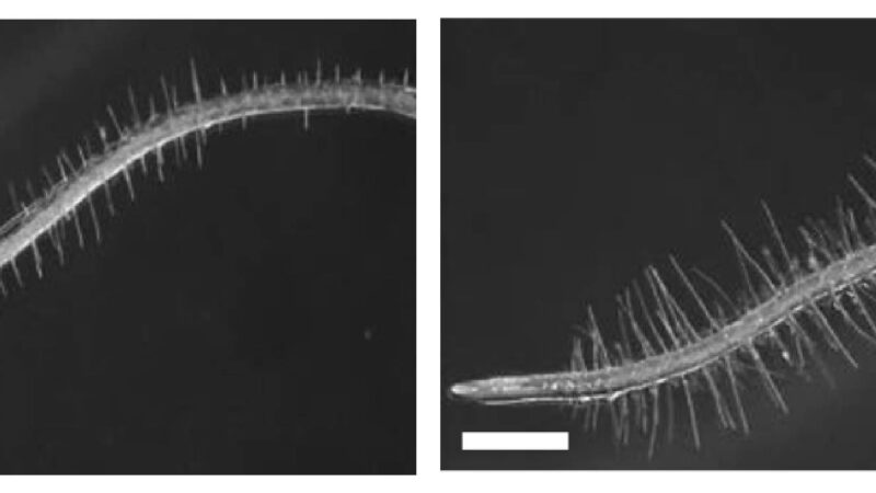 Descubren cómo una bacteria que vive en las raíces permite que las plantas toleren condiciones de sequía