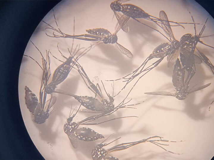 Investigadores exploran nueva estrategia para combatir el dengue, el Zika, la chikungunya y la fiebre amarilla
