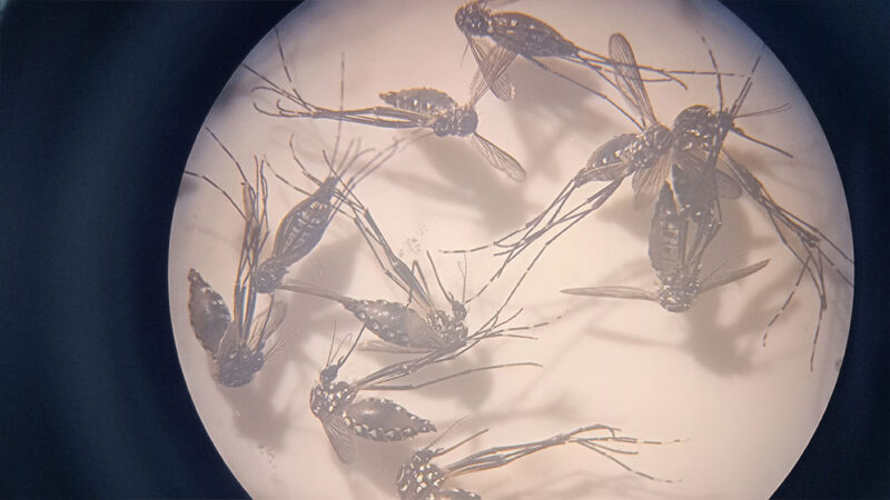Investigadores exploran nueva estrategia para combatir el dengue, el Zika, la chikungunya y la fiebre amarilla