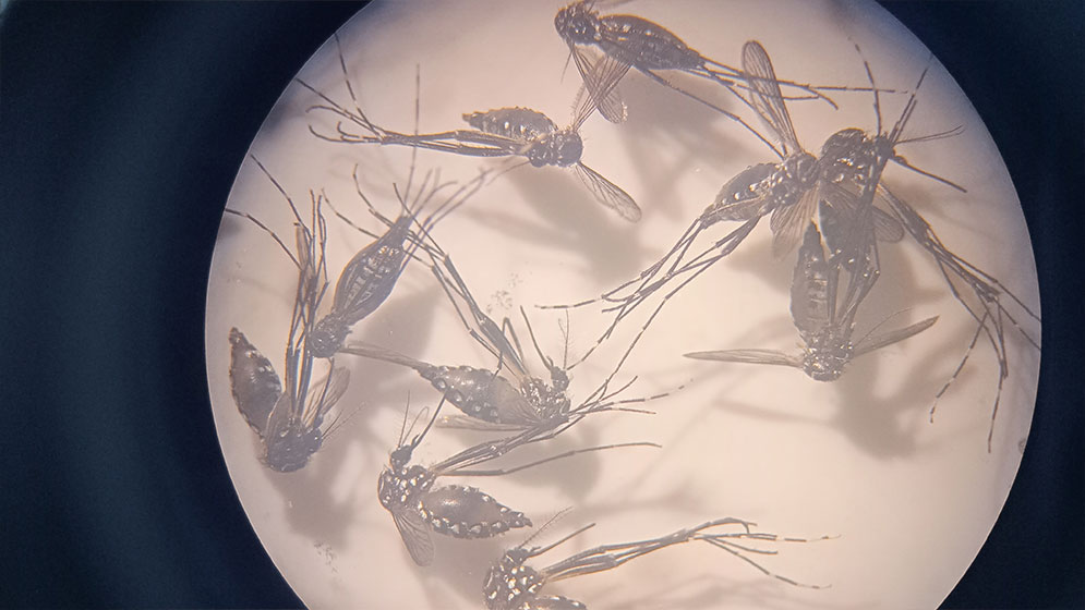 Investigadores exploran nueva estrategia para combatir el dengue, el Zika, la chikungunya y la fiebre amarilla