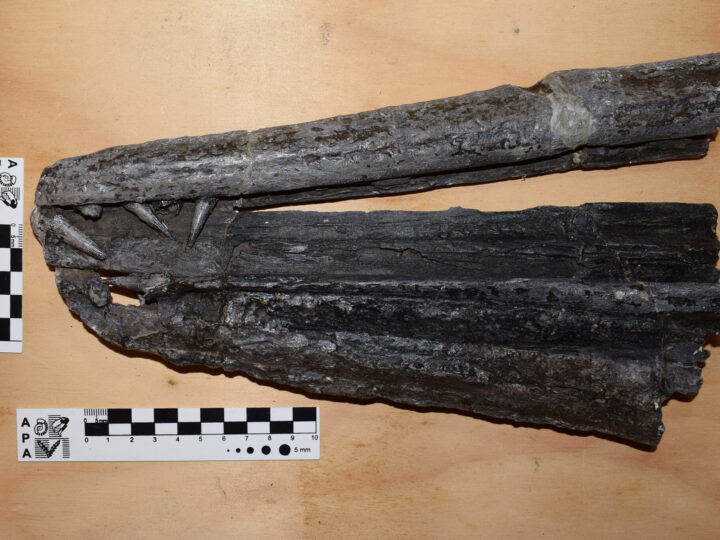 Hallan un reptil que habitó mares patagónicos hace 150 millones de años