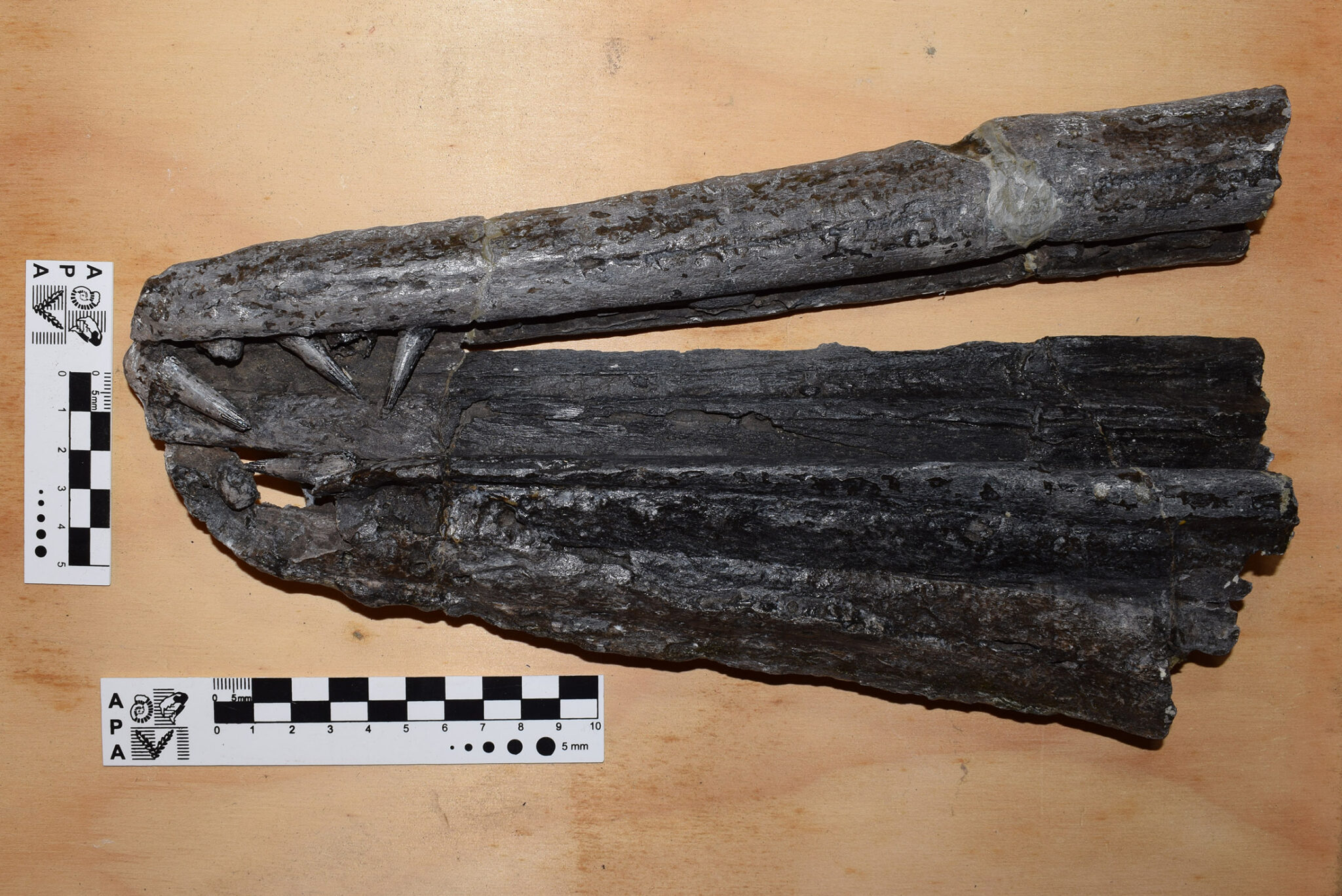 Hallan un reptil que habitó mares patagónicos hace 150 millones de años