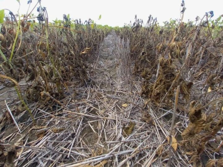 Buscan transformar residuos agrícolas en biocombustibles de segunda generación