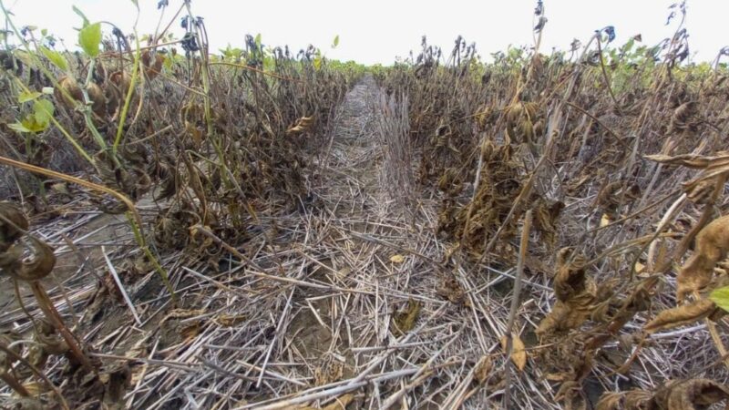 Buscan transformar residuos agrícolas en biocombustibles de segunda generación