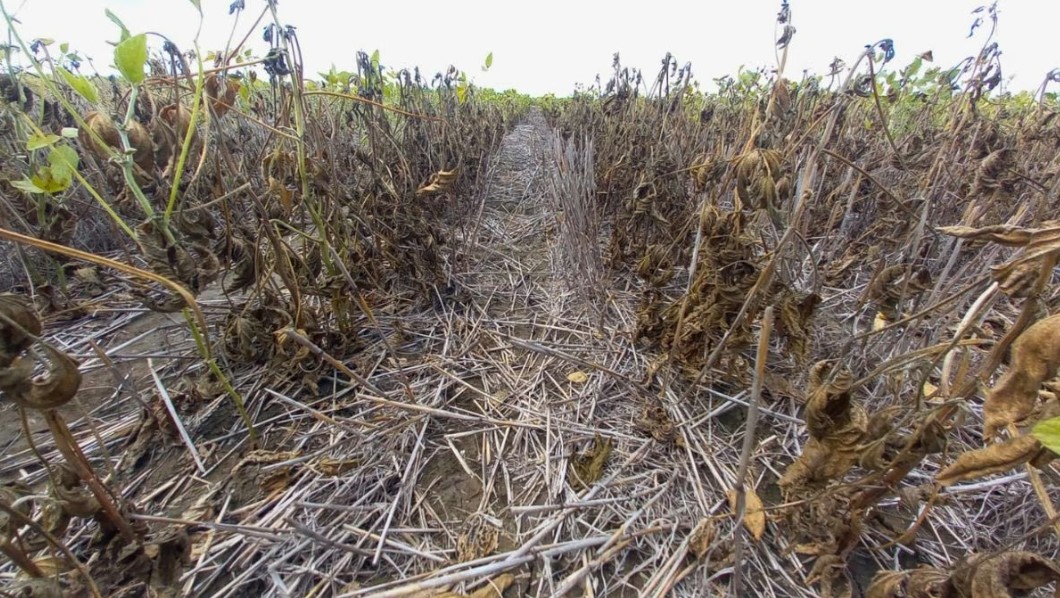 Buscan transformar residuos agrícolas en biocombustibles de segunda generación