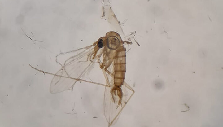 Investigadores identifican vectores de Leishmaniasis en Concepción del Uruguay