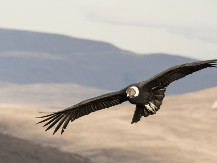Aves silvestres: un estudio revela nuevos datos sobre los costos de vuelo en la naturaleza