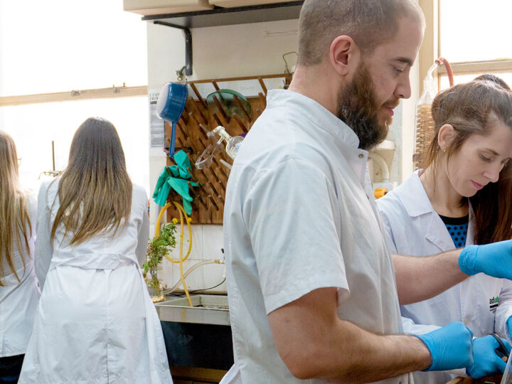 Plantas nativas para combatir virus
