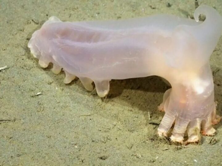 Histórica expedición científica submarina: se descubrieron 57 nuevas especies en el fondo del mar argentino