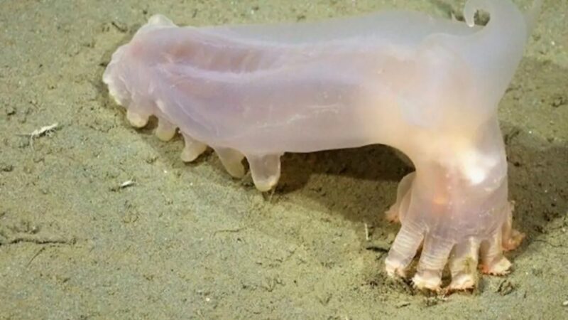 Histórica expedición científica submarina: se descubrieron 57 nuevas especies en el fondo del mar argentino
