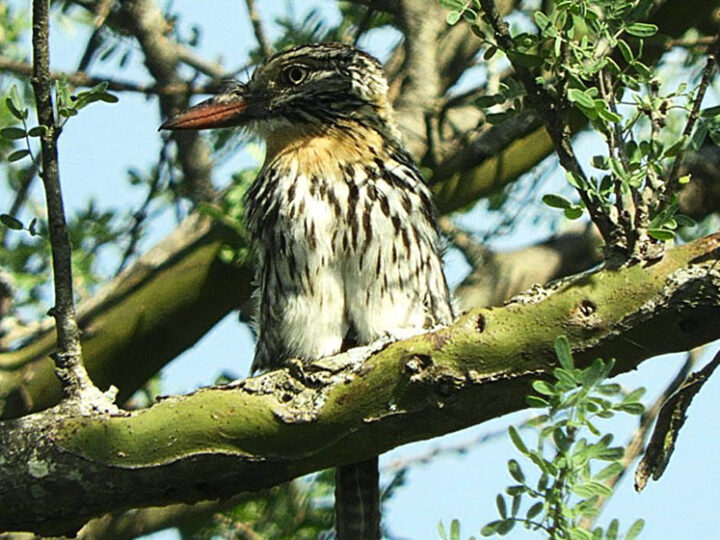 Cómo las aves ayudan a medir y salvar el ecosistema