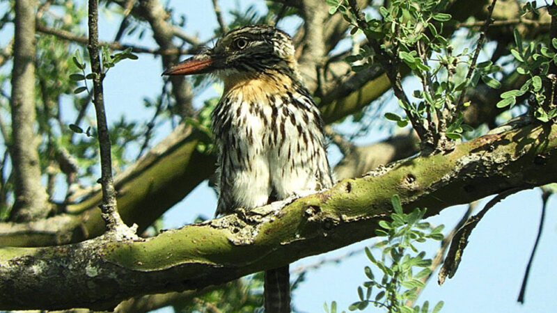 Cómo las aves ayudan a medir y salvar el ecosistema